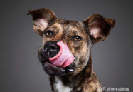 娱乐吃瓜酱狗狗拍照,狗狗镜头下的娱乐吃瓜瞬间