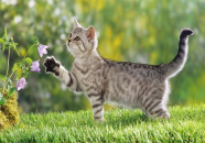 娱乐吃瓜酱牛奶猫,揭秘牛奶猫的神秘魅力