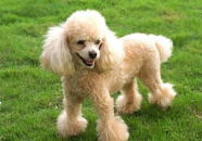 贵宾犬,优雅与智慧的完美结合