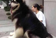 巨型阿拉斯加犬,勇猛与温顺并存的守护者