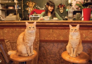 娱乐吃瓜酱男朋友不如猫,揭秘娱乐圈中的“喵星人”魅力