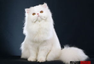 波斯猫价格,纯种与混血差异及市场行情一览”