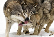 娱乐吃瓜酱狼性,揭秘娱乐圈背后的真实故事