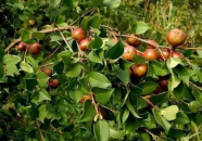 茶油树