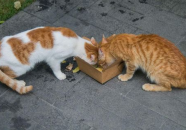 娱乐吃瓜酱流浪猫小菊,娱乐吃瓜酱的温馨故事