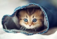 娱乐吃瓜君罗小猫