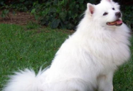 爱斯基摩犬价格,品质与市场波动下的投资指南
